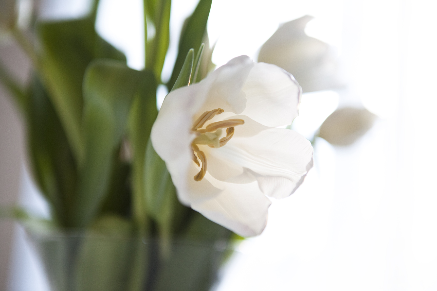 tulip white